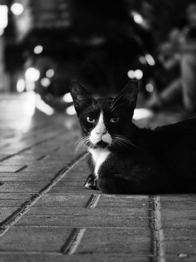 Black cat resting on a city sidewalk under nighttime lights, captured in monochrome.